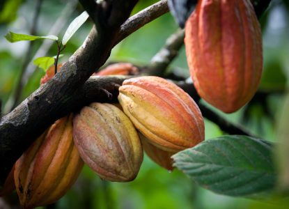 Racism, Representation, and Decolonization in the Cocoa Sector