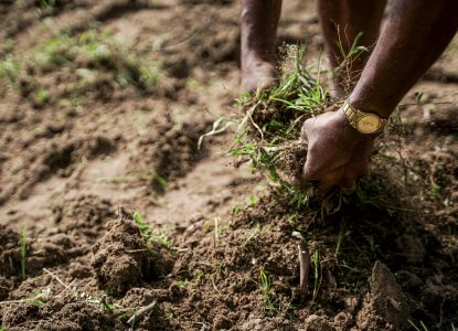 Regenerative Agriculture at COP30 (Part 2)